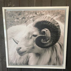 Bilde Canvas m/ hvit ramme- Geit -50X50cm